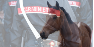 Come entrare carabinieri a cavallo